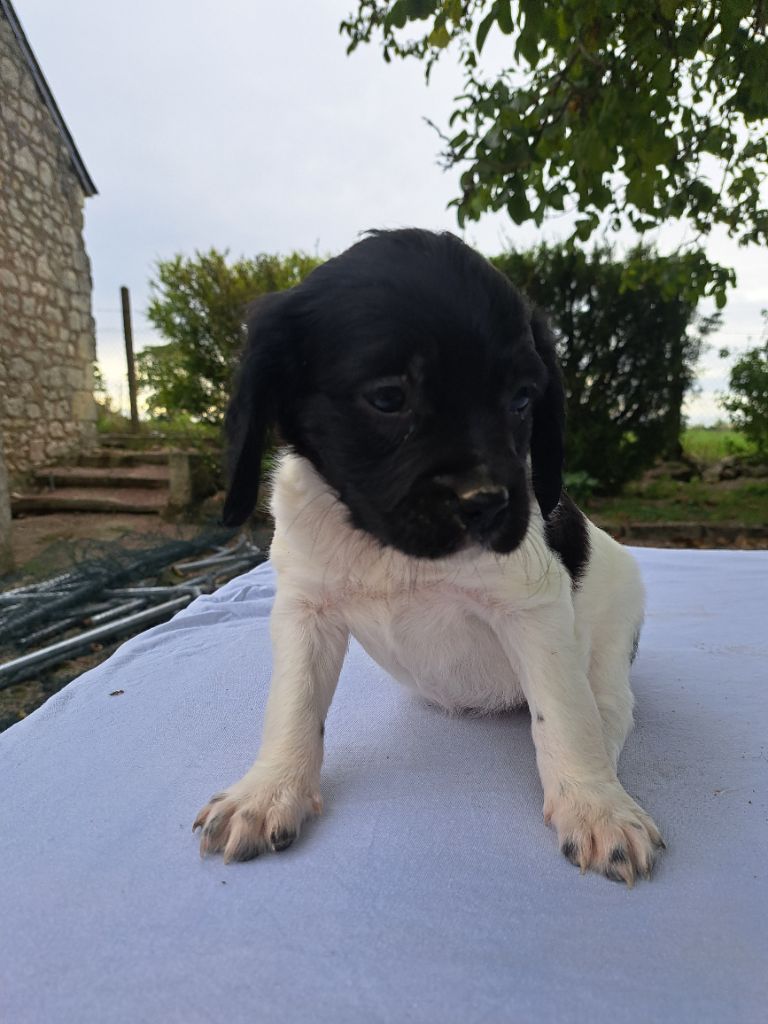 Du Marais De Taligny - Chiots disponibles - Epagneul Breton